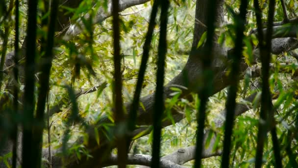 Vent secouant bambou, tronc, branches, atmosphère calme au soleil . — Video