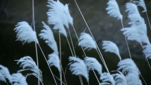 Juncos de rio no vento, agitando a natureza selvagem . — Vídeo de Stock