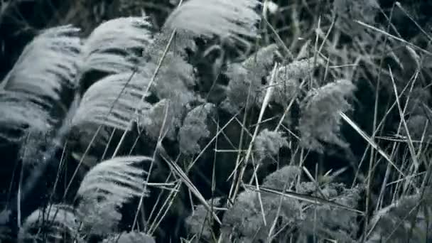 Schilf im Wind, zitternde Wildnis, schwarz-weißer Stil. — Stockvideo