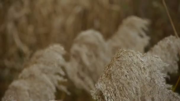 Río cañas en el viento, sacudiendo el desierto . — Vídeo de stock