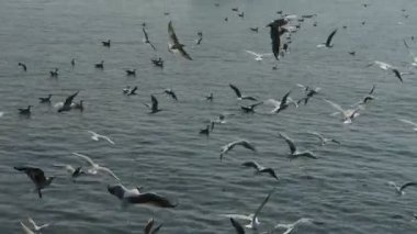 Birçok martı denize uçan.