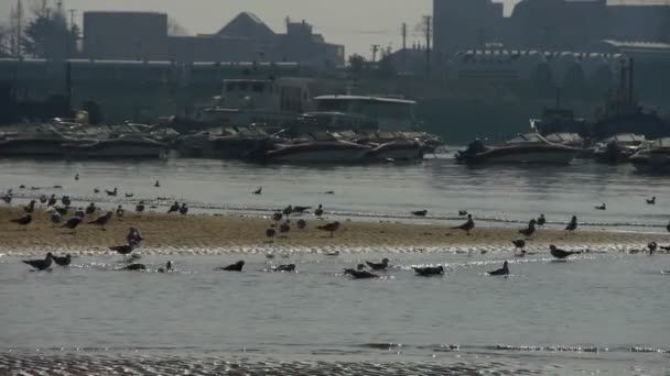 在海上洗澡的海鸥、游艇和船只停泊在码头港口. — 图库视频影像