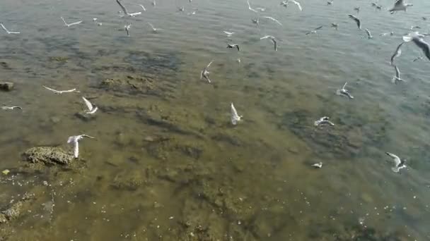 Banyak burung camar terbang di laut, karang . — Stok Video