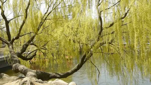光闪闪的湖畔茂密的柳树，游客们乘游轮在水面上游览. — 图库视频影像