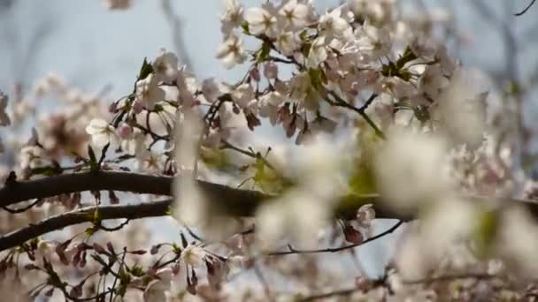 Hermosas flores de cerezo tiemblan en el viento. — Vídeo de stock