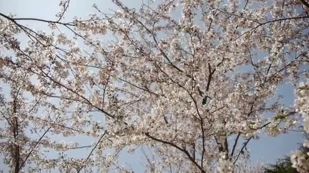 Belas flores de cerejeira tremem no vento. — Vídeo de Stock