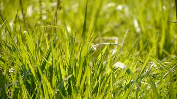 Smukke vilde blomster i græs. – Stock-video