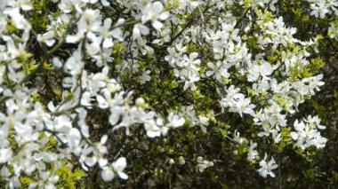 Çiçeklerle uçan arılar.