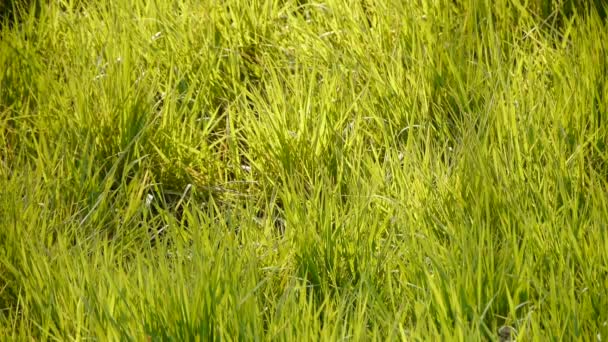 Пышная трава на солнце . — стоковое видео