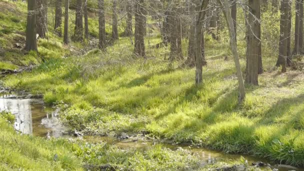 川の雑草、鬱蒼とした森、森、ジャングル、低木、湿地. — ストック動画