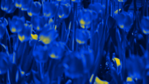 Tulipanes en plena floración. — Vídeo de stock