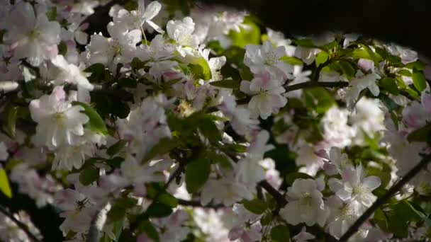 바람에 흔들 리는 아름다운 벚꽃. — 비디오