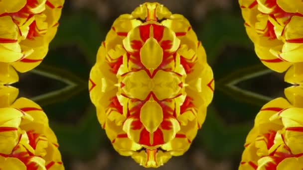 Colore loto fiore modello matrimonio sfondo, splendida religione orientale fantasia, fr — Video Stock