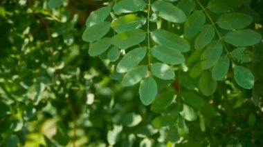 Yoğun salıncak kül ağaç ve rüzgar, ağaç taç, gölge ve kır çiçeği.