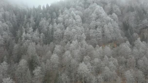 ドローンは上昇し 山を覆う冬の森の上を飛ぶ モミや松の木の枝は雪で覆われています — ストック動画
