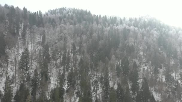 山を覆う冬の森の上にドローンが上昇し 飛行し 車が運転している狭い曲がりくねった山道 モミや松の木の枝は雪で覆われています — ストック動画