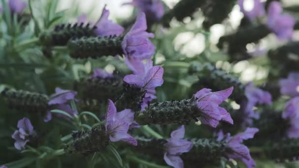 Vista Perto Das Flores Lilás Balançando Vento Fundo Abelhas Borradas — Vídeo de Stock