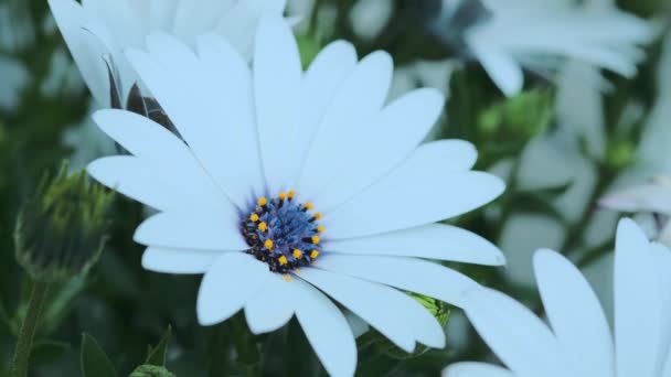 白い花弁と青と黄色の筒状花を持つ美しいカモミールのクローズアップビュー 牧草地で成長 Roll — ストック動画