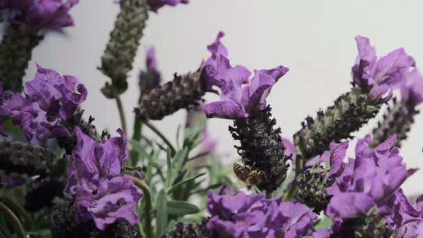 Widok Bliska Kwiaty Lilii Kołyszące Się Wietrze Pszczoły Przylatują Siadają — Wideo stockowe