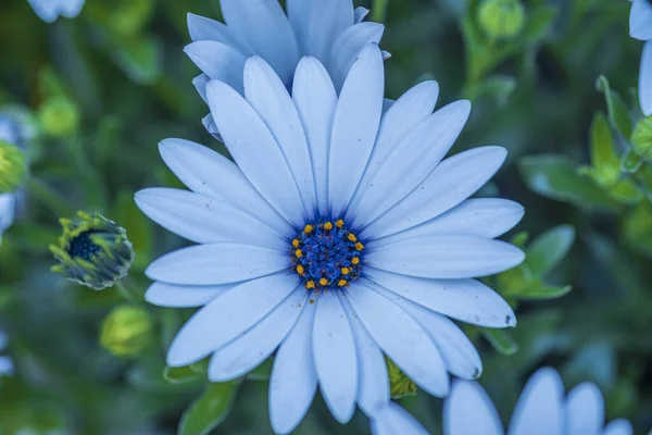 Close Uitzicht Een Prachtige Kamille Met Witte Bloemblaadjes Blauwe Gele — Stockfoto