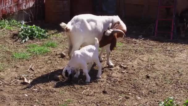 Granja Cabras Campo Tribu Cabras Domésticas Los Pastos Son Pastoreo — Vídeo de stock