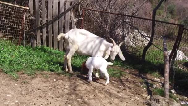 ヤギが国内で飼育されている 牧草地にあるヤギの部族は放牧され 農場の食べ物を食べ 新鮮な空気の中で休んでいます 農業生物有機生態農場 野生生物と生態学の概念 — ストック動画