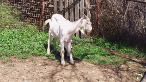 Fazenda Cabras Campo Tribo Cabras Domésticas Pastagens Estão Pastando Comendo — Vídeo de Stock