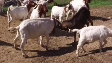 Kırsalda keçi çiftliği. Otlaktaki yerli keçi kabilesi otluyor. İki keçi sadece oyun için kavga ediyor. Biyolojik organik ekolojik tarım çiftliği. Vahşi yaşam ve ekoloji kavramı