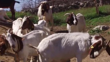 Kırsalda keçi çiftliği. Otlaktaki yerli keçi kabilesi otluyor, çiftlik yemeği yiyor ve temiz havada dinleniyor. Biyolojik organik ekolojik tarım çiftliği. Vahşi yaşam ve ekoloji kavramı