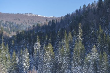 Kışın dağı kaplayan kozalaklı orman. Gökyüzü mavi ve güneş köknar ağaçlarında parlıyor.