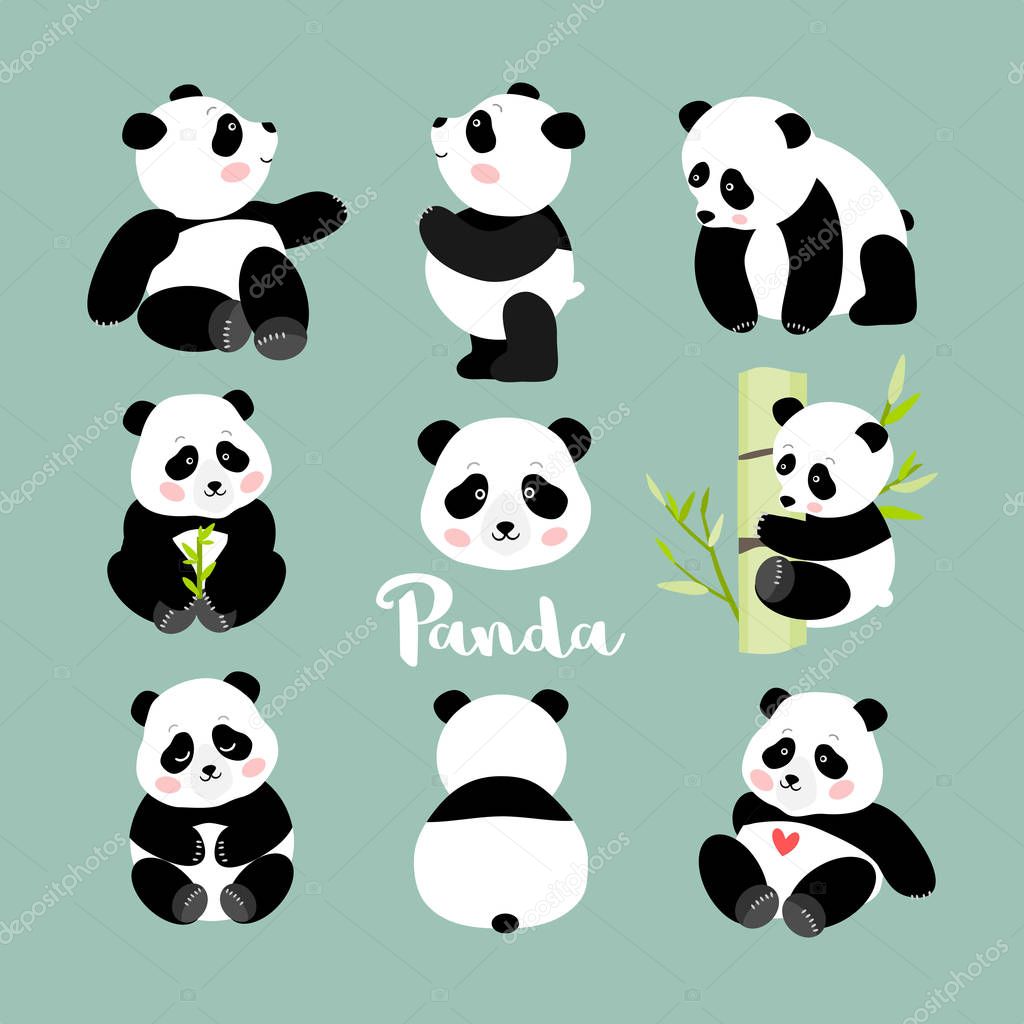 Set of young panda positions