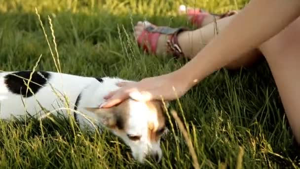 Υπέροχο κορίτσι κάθεται στο γρασίδι στο πάρκο και σιδερώματος το σκύλο — Αρχείο Βίντεο