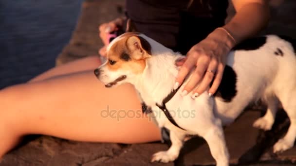 Девушка с собакой сидит на закате у озера — стоковое видео
