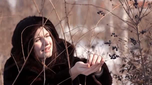 Schattig meisje op een besneeuwde weide scheurt winter bessen van een struik — Stockvideo