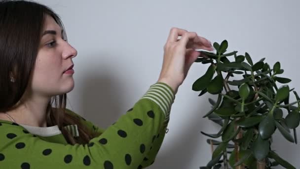 Ung kvinna rengöring damm från bladen av kruk växt hemma — Stockvideo