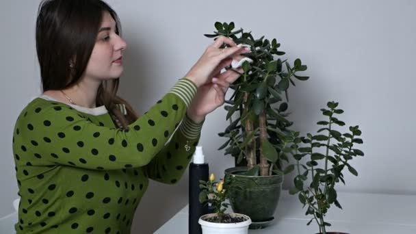 欧洲的年轻女子在锅子里照料室内植物. 女孩轻轻地擦拭房间里一棵菲克斯家树上的绿叶。 水是花盆里的花的程序. 植物护理概念 — 图库视频影像