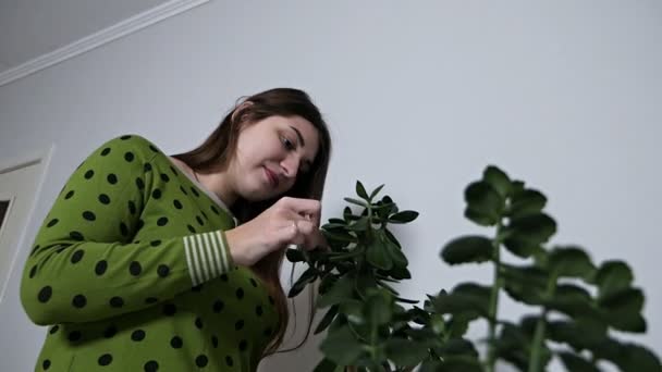 Jovem mulher limpando poeira de folhas de planta de sala em casa — Vídeo de Stock