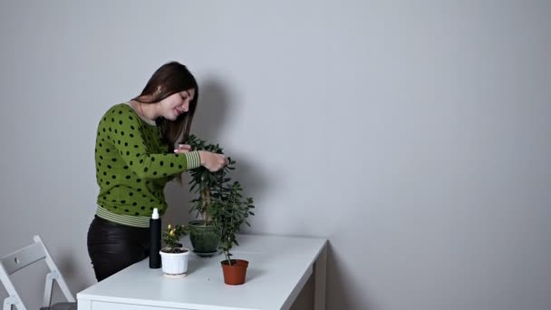 欧洲的年轻女子在锅子里照料室内植物. 女孩轻轻地擦拭房间里一棵菲克斯家树上的绿叶。 水是花盆里的花的程序. 植物护理概念 — 图库视频影像