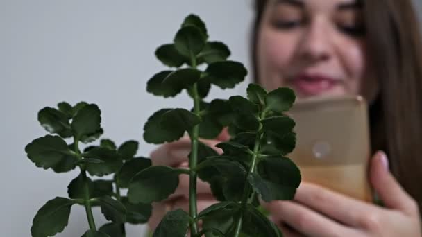 Jovem menina fotografa plantas em casa no telefone. eco blogger. ecologia. Passatempo. preocupação com o ambiente. Limpeza de molas. alergia — Vídeo de Stock