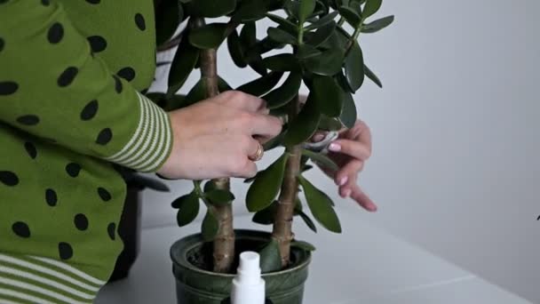 Le mani della donna che si prendono cura delle piante a casa sua, asciugando la polvere dal fiore — Video Stock