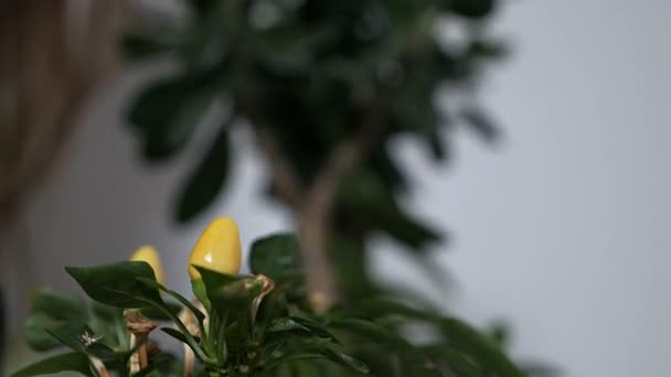 Close-up, blurry shot of indoor plants in a pot. Womans hands gently wipes the green leaves of a ficus home tree in the room. Water procedures for a flower in a pot. Plant care concept — Stock Video