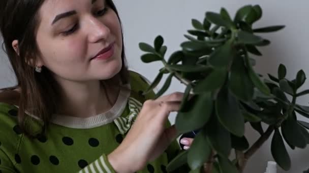 彼女の家で植物の世話をしている女性の手は花からほこりを拭き取り — ストック動画