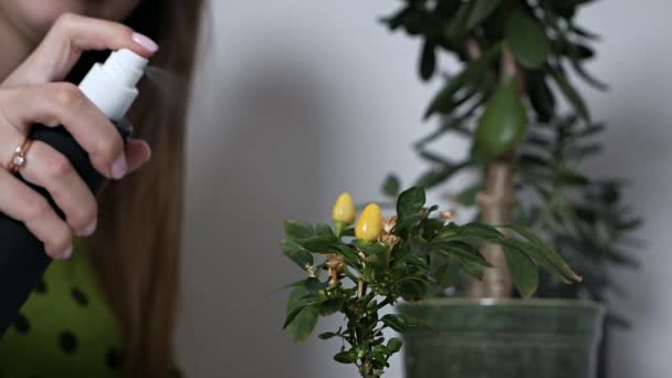 Schöne junge Dame, die Wasser auf grüne Pflanzen spritzt, selbstgemachte Tomaten aus einer Sprühflasche zu Hause, die sich allein um Zimmerpflanzen kümmert — Stockvideo