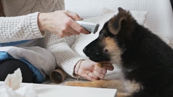 Köpek ve köpek için elektronik tıbbi kızılötesi termometreyle ısıyı kontrol eden kız. — Stok video
