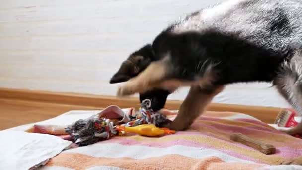 Σκύλος 2 μηνών με παιχνίδια. Γερμανικό κουτάβι βοσκός. Πολύ χαριτωμένο. Πολύ αστείο σκυλί. Νεαρός Γερμανός βοσκός παίζει με παιχνίδια — Αρχείο Βίντεο