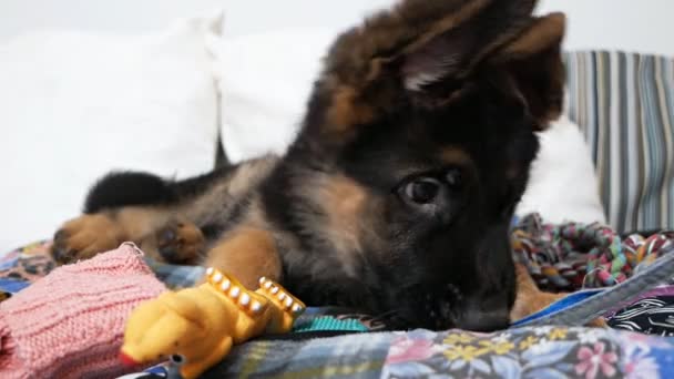 Portret van een twee maanden oude zwarte herder puppy met haar favoriete speelgoed — Stockvideo