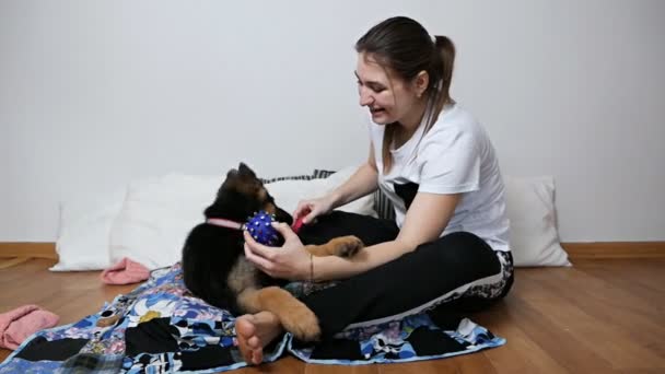 Una donna si prende cura del suo cane pastore tedesco, pettinando i peli dei burattini con un pennello per cani. — Video Stock