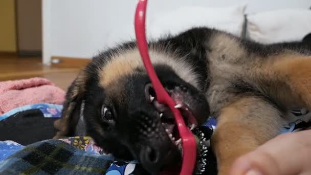 Les mains des femmes s'occupent de son chien de berger allemand, peignant les poils des chiots avec une brosse à chien. animaux préférés — Video