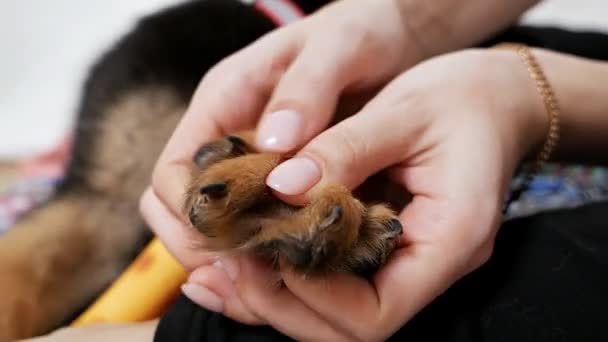 Kvinnors hand håller tassen på en svart hund. Begreppet djur- och mänsklig vänskap — Stockvideo