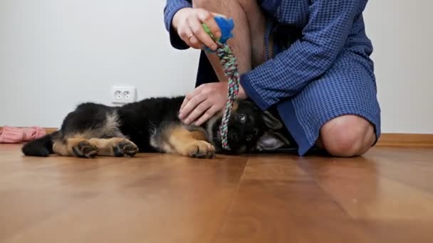 Een man in een badjas thuis spelen met een kleine Duitse herder puppy — Stockvideo